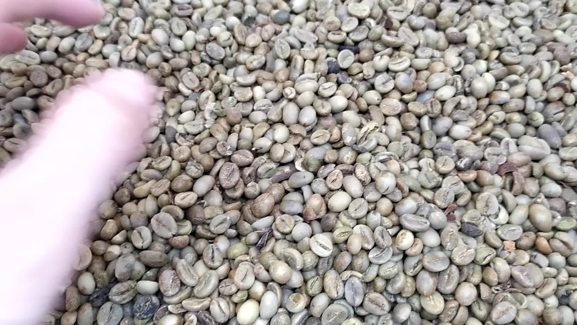 GREEN BEAN / KOPI MENTAH ROBUSTA DAMPIT GRADE 1 - 1 KG