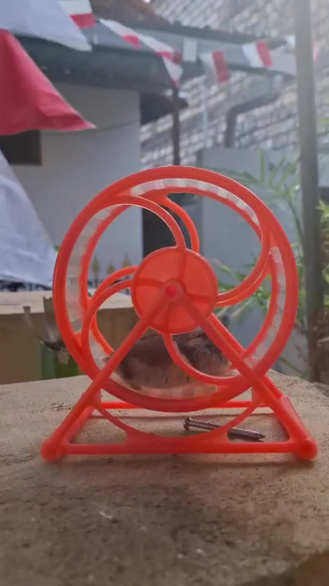 Mainan Hamster Jogging Wheel Kincir Ergonomis untuk Hamster