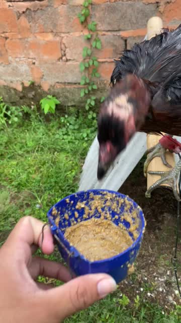 nafsumakan ayam meningkat