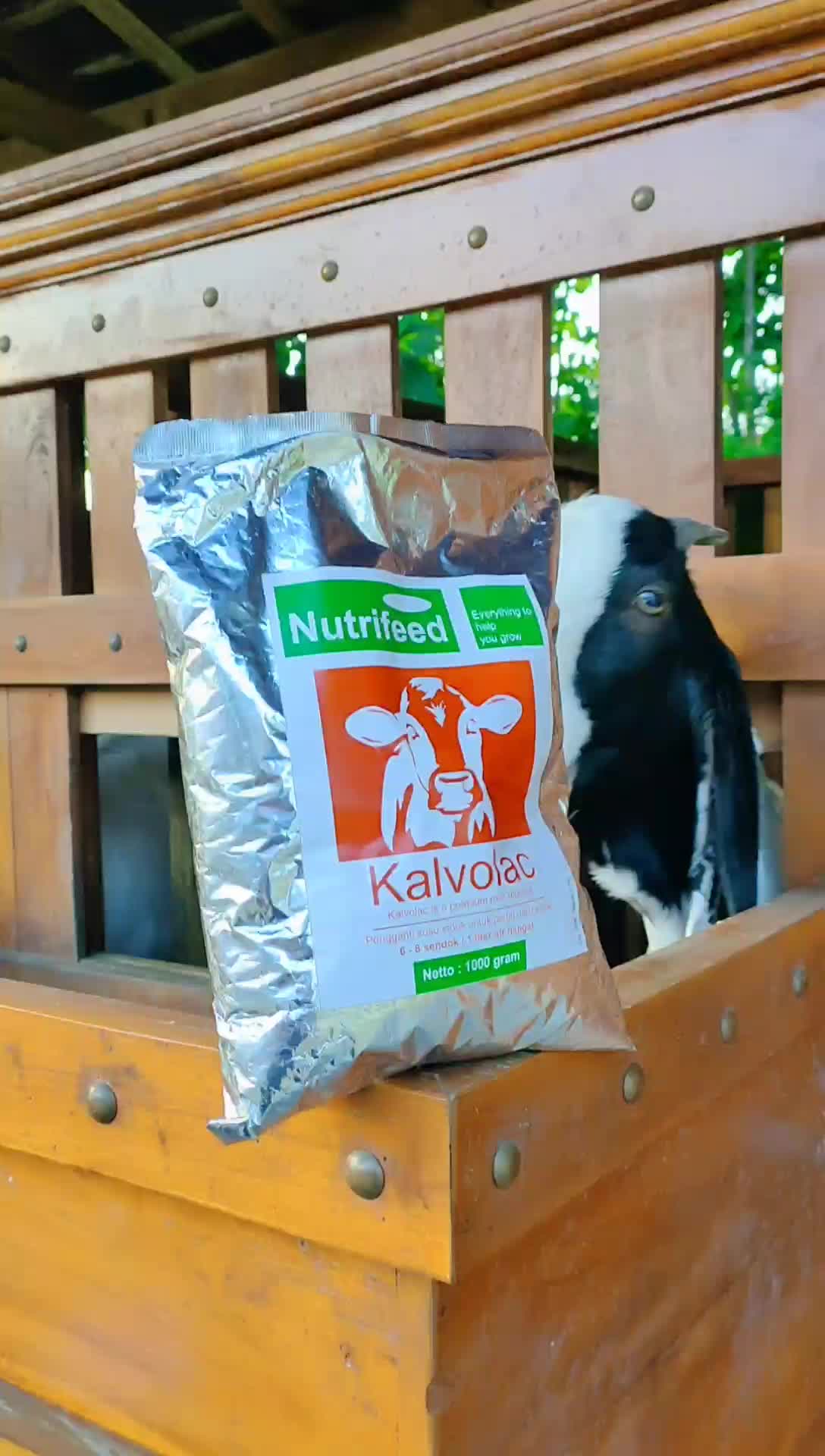 1 KG SUSU KALVOLAC ORIGINAL 100% SUSU PENGGANTI INDUK UNTUK CEMPE,KAMBING & DOMBA