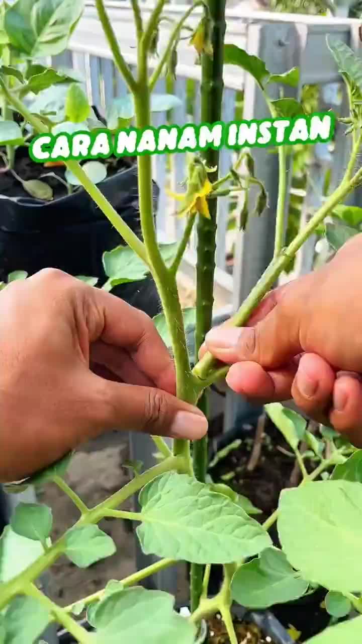 INFARM - Nutrisi Akar Tanaman 125 ml  Nutrisi Akar Tanaman Akar Cangkok Lebih Cepat Cairan Perangsang Akar & Penyubur Tanaman Nutrisi Akar Cepat Tumbuh untuk Cangkok Stek & Persemaian Membantu Perakaran Kuat Hormon Akar Kuat Vitamin Pelebat Akar