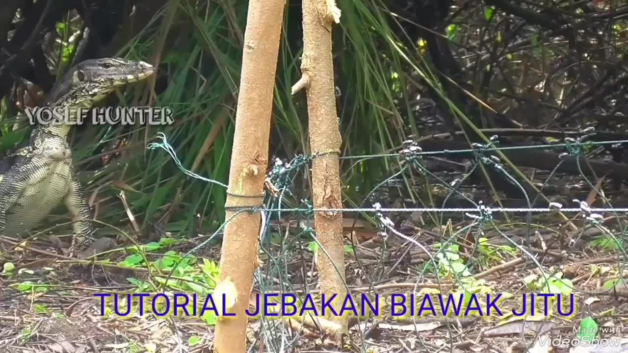 JERAT BIAWAK/ JEBAKAN BIAWAK/ PERANGKAP GARANGAN SERO LASUN MACAN AKAR