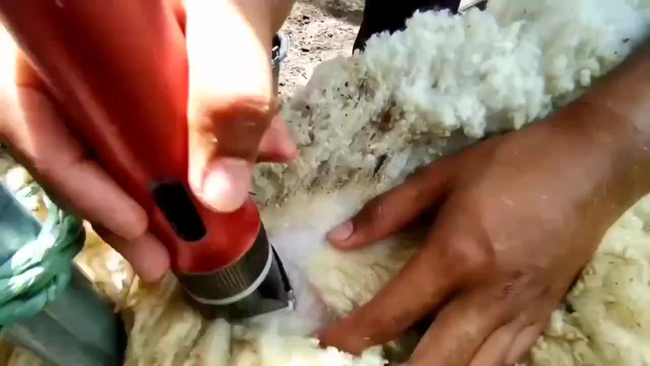 BAORUN S1 Alat Mesin Cukur Domba Kambing Kucing Anjing Bulu Hewan Binatang Pet Dog Clipper / Alat Cukur Bulu Kucing / alat cukur domba pencukur  bulu  domba