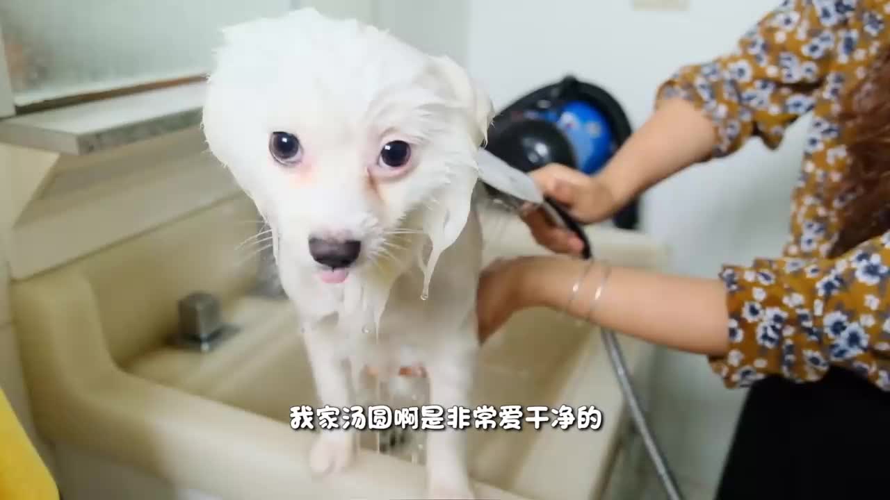 2800W Profesional Pet Hand Dryer Alat Pengering Bulu Hewan Electric Blower untuk Anjing dan Kucing