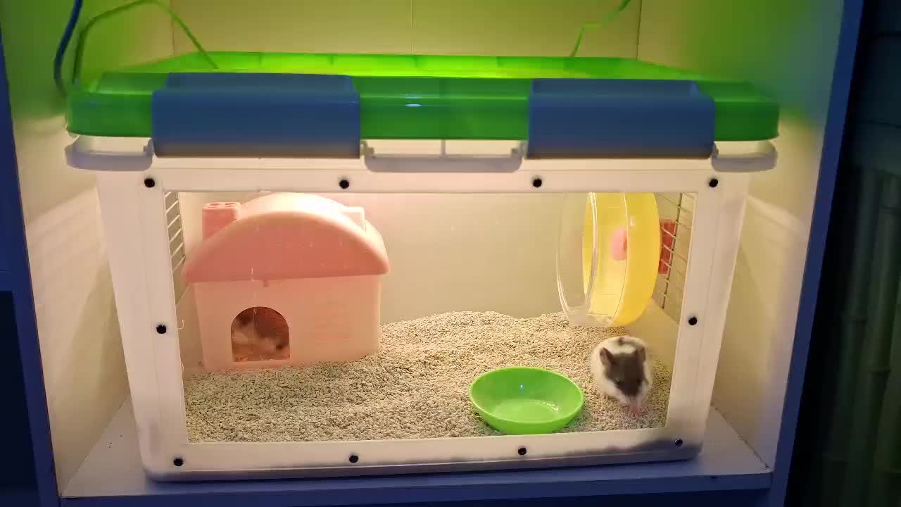 Kandang Hamster box container rumah hamster lengkap