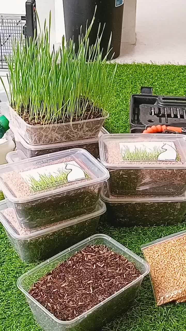 PLANTER PACK SEED CAT GRASS - Paket Pot bibit rumput kucing-catnip