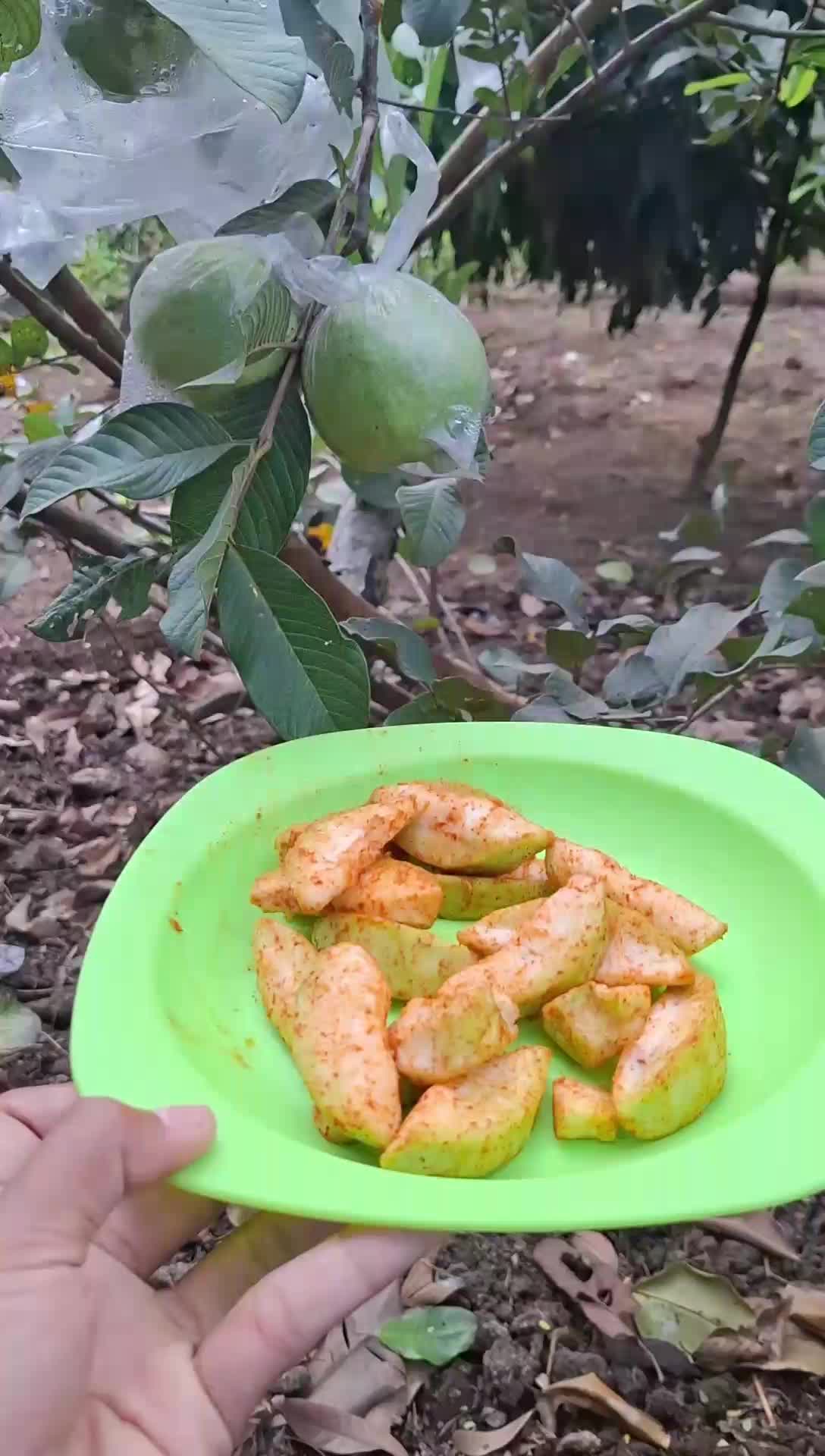 Jambu Kristal Paket Bumbu rujak