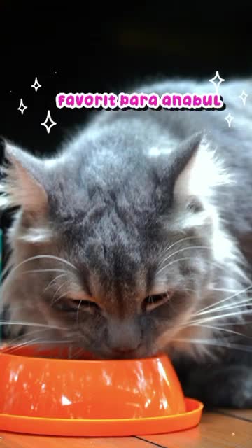 POOCHA KALENG 400GR 400 GR GRAM MAKANAN KUCING BASAH