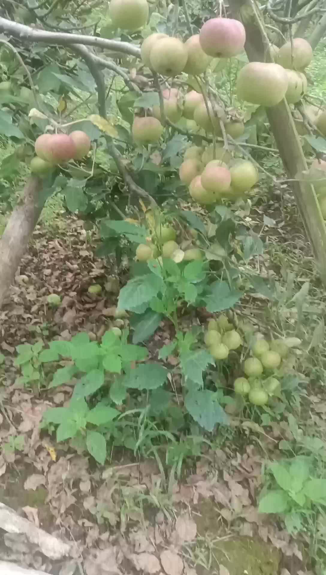 BUAH APEL MALANG(ROME BEAUTY) 1KG isi 10-13buah