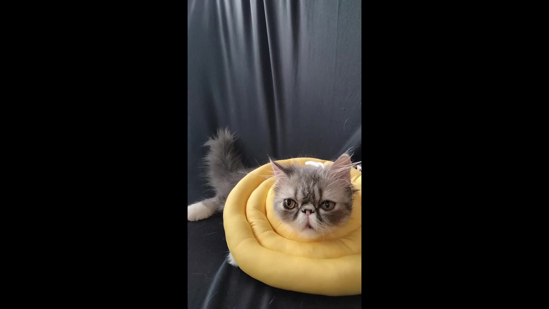Collar Kucing Bantal Anjing Pasca Steril Recovery Bisa Dicuci Leher