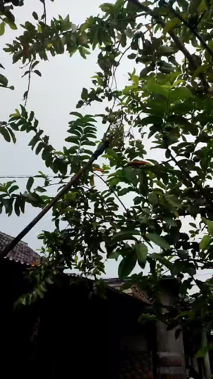 keranjang alat petik buah dipohon Besi Daun Gunting