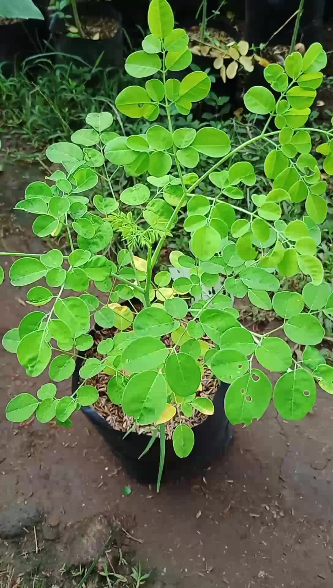 Tanaman daun kelor asli / pohon daun kelor artificial