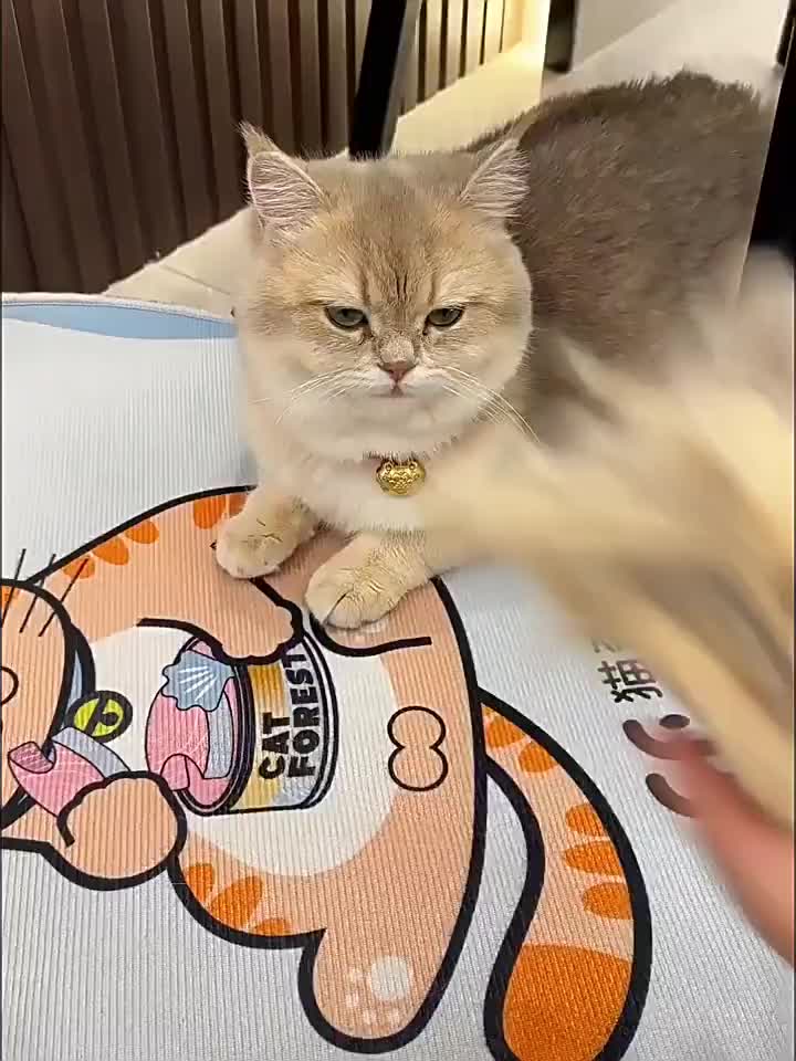 Sikat Pembersih Bulu Kucing Anjing Pegangan Panjang Reusable Pet Hair Removal Brush Portable Jangka Panjang Untuk Pembersih 4 in 1