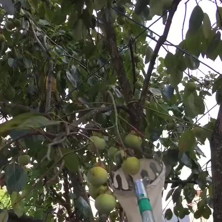 6 Meter Alat Petik Buah Tongkat Pemetik Buah Teleskopik  Tiang Teleskopic Jaring Celup Pemetik Buah Alat Bantu Pengambil Buah