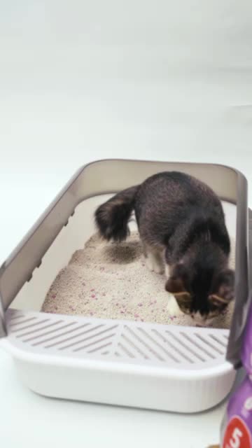 POOCHA PASIR KUCING DAN ANJING BENTONITE KUALITAS PREMIUM IMPOR IMPORT CAT AND DOG LITTER 5 L 5 LITER 25 L 25 LITER 5L 25L PASIR WANGI HARUM GUMPAL DENGAN BUTIRAN HALUS