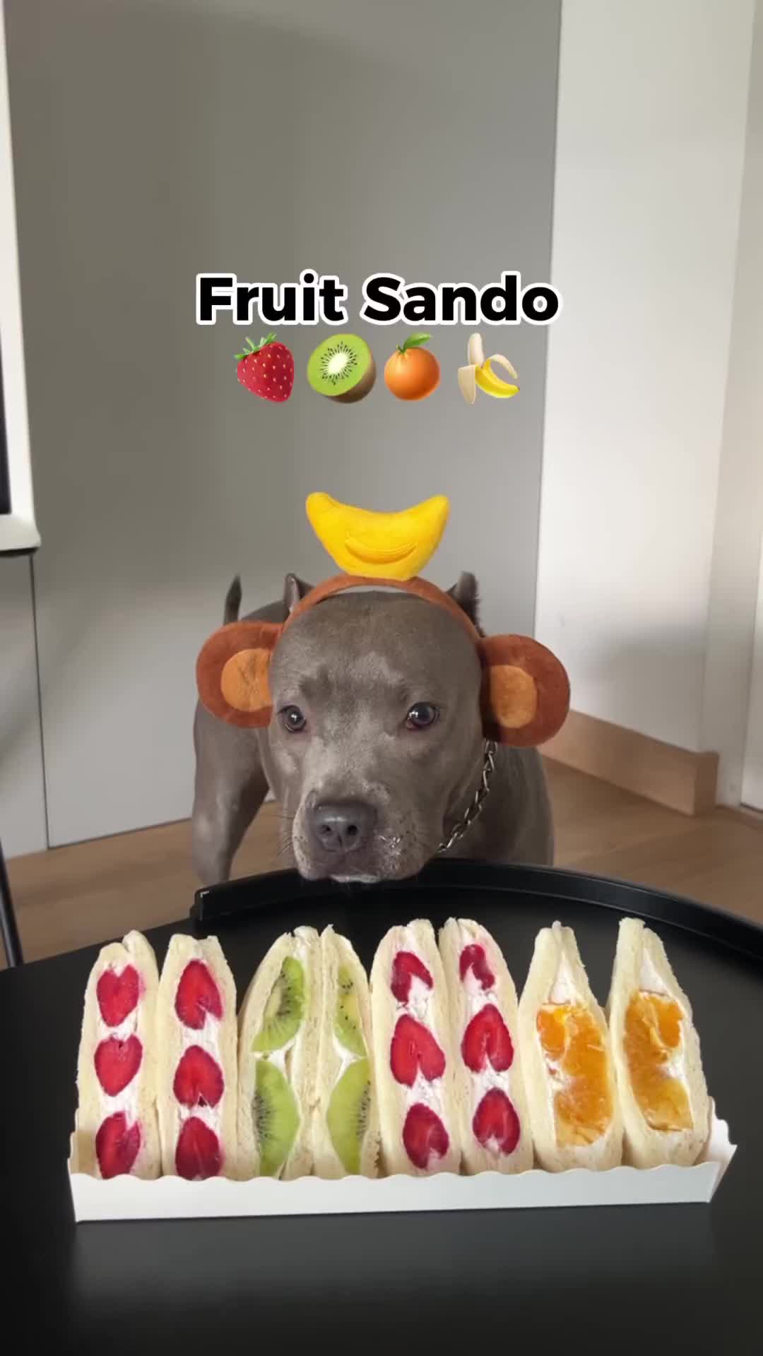 Fruits Sando | Homemade Dog Food | Makanan Anjing Sehat | Dog Snack Dog Treats