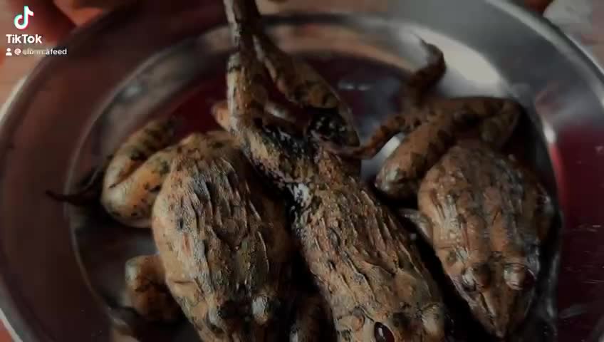 PELET MARKING Katak X Cacing Pelet Super Dorpol biar Gondrong Channa Auranti pelet fin auranti pelet channa pakan ikan paka nikan