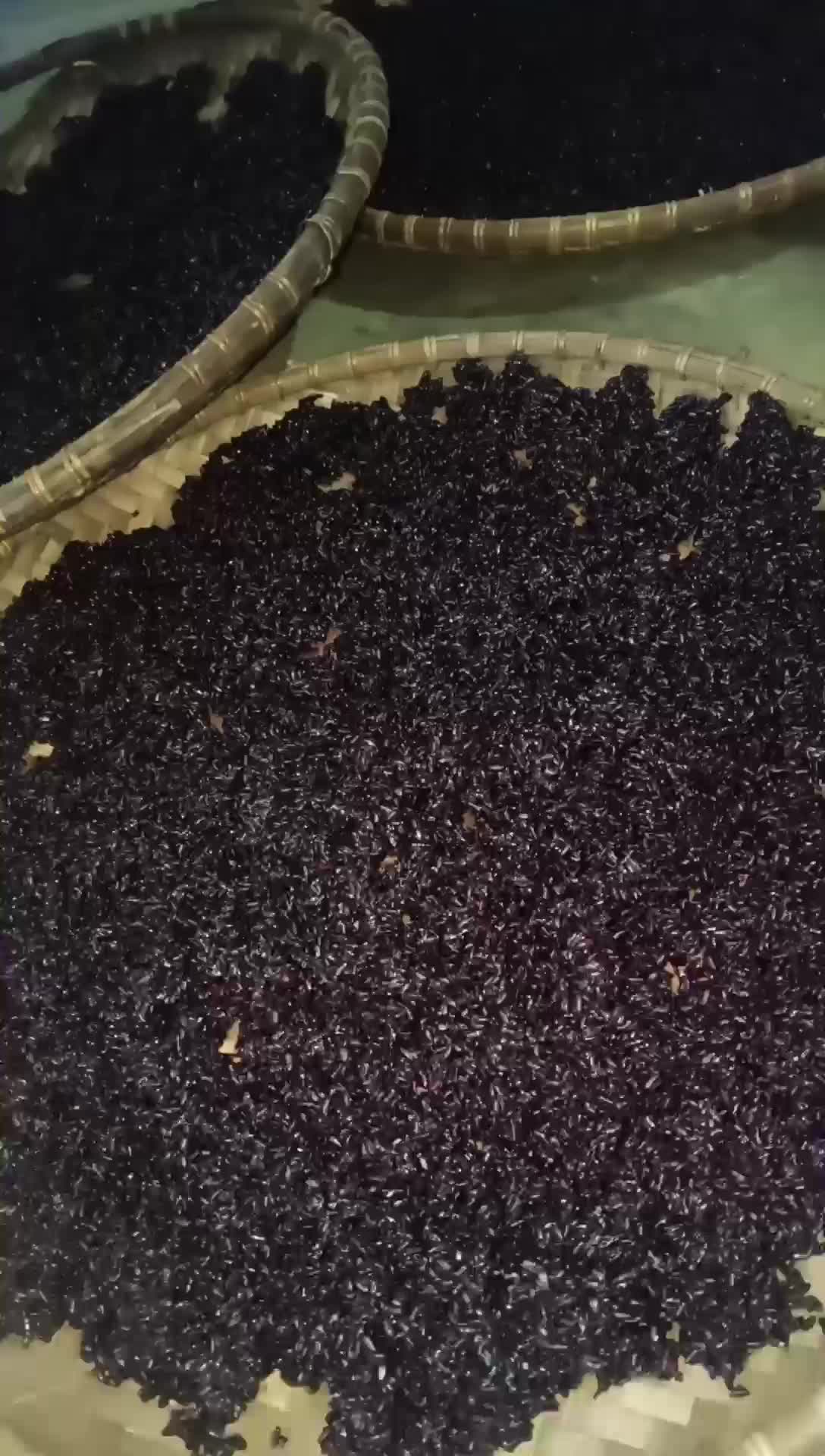 Tape Ketan Hitam Manis dan Legit - Pilihan Rasa Unik Hitam dan Sari Katuk Sesuai Preferensi Anda