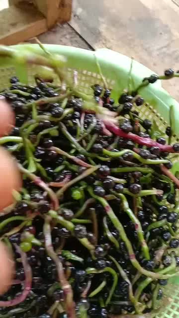 Buah Angkung Segar Organik Obat Stroke 200 Biji + Bonus 10 Biji