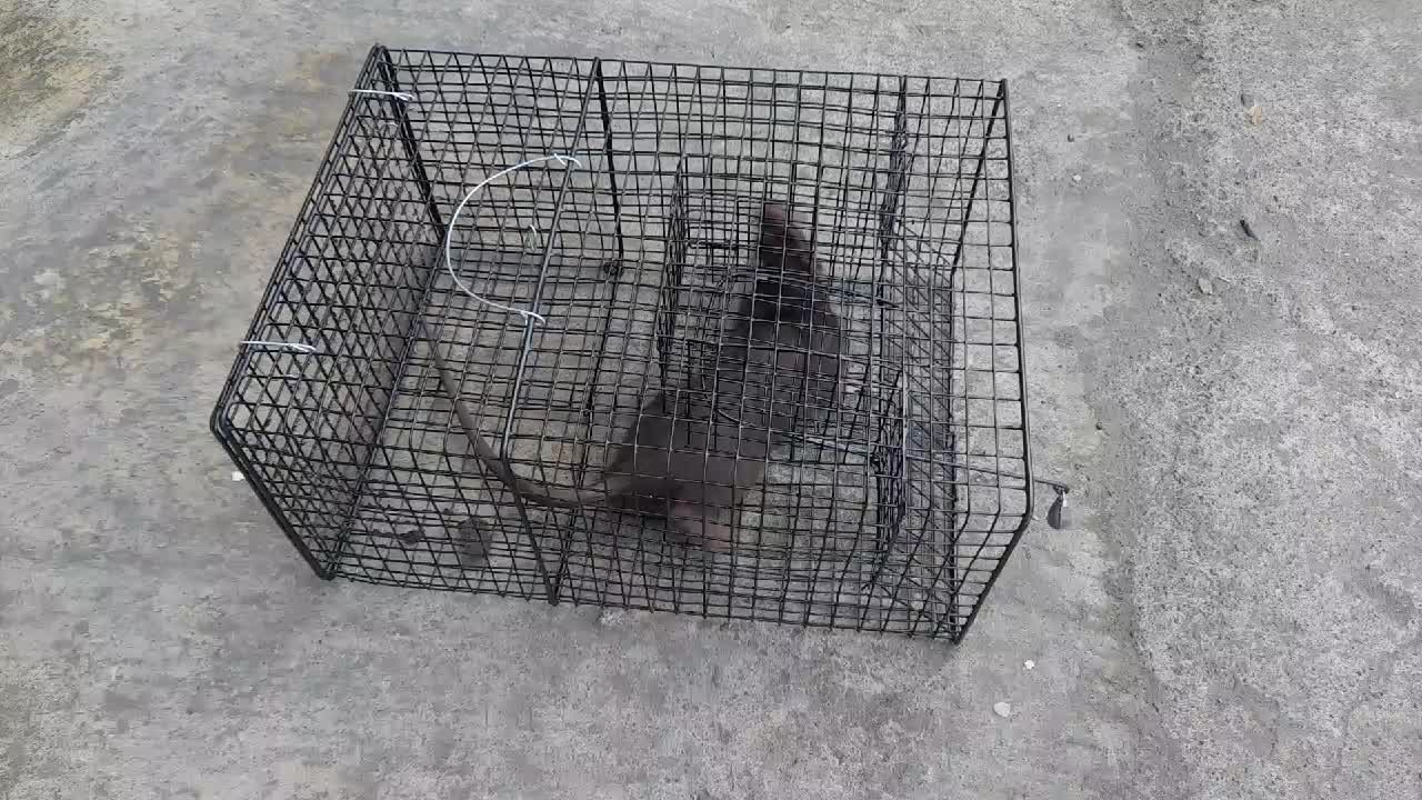JUMBO Jebakan Tikus Massal | Kurungan Perangkap Besar | Jebakan Tikus Besar