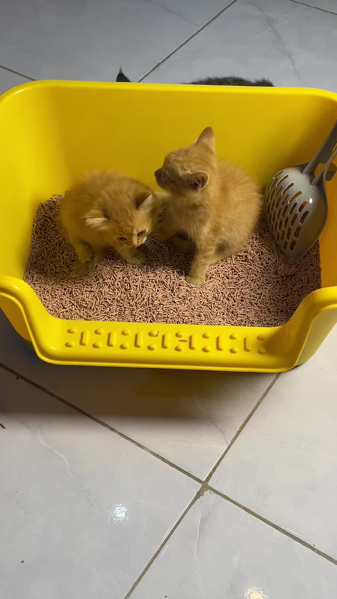 COD Pasir Gumpal Kucing Bentonite Cat Litter 5L Multicolor untuk Anjing dan Kucing - Lavender, Supreme Odor Control & Low Dust
