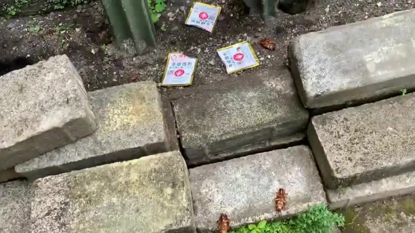 bubuk racun anti kecoa serbuk obat pembasmi Kecoa 1 pcs