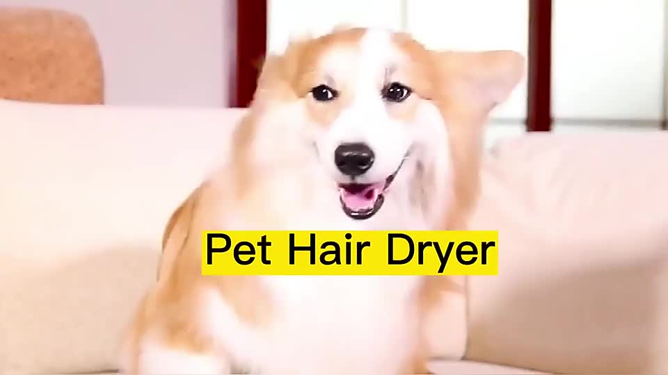 Pengering Bulu Kucing 3 in 1 Pet Blower Anjing Hair Dryer Kucing Sisir Blower Grooming Hewan Peliharaan