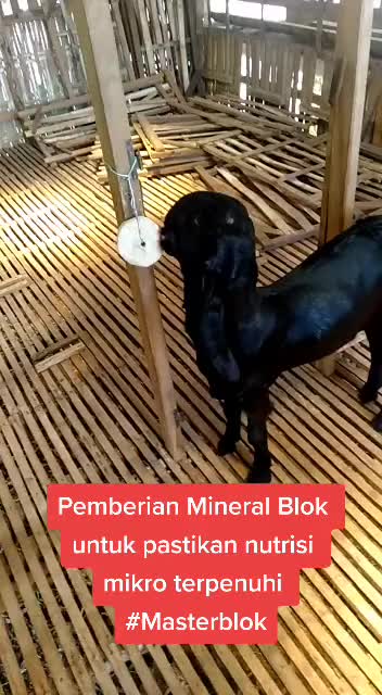 MINERAL BLOK KAMBING - Mineral Sapi - Mineral Kambing Jakarta bogor