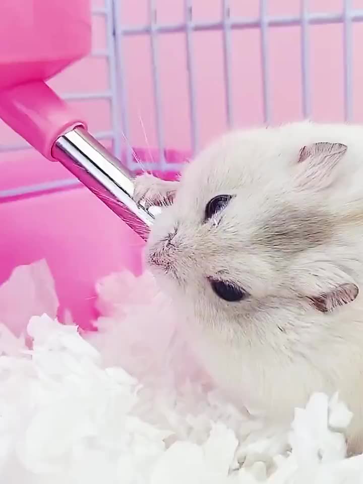 Botol Minum Kucing Kelinci 80ml Botol Air Hamster Portabel Tempat Minum Botol GANTUNG PET DRINKING BOTTLE