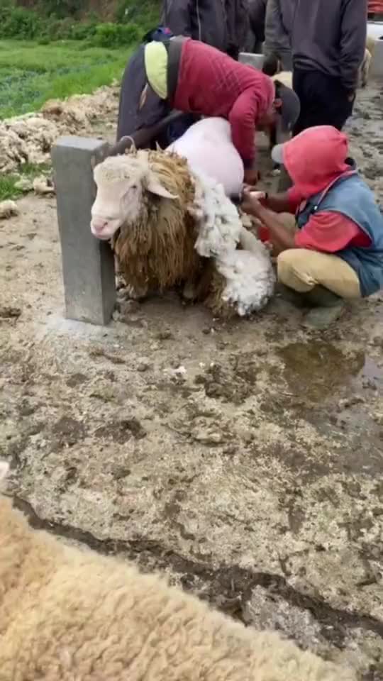 BaoRun Asli K5 Alat Mesin Cukur Bulu Hewan Domba Garut & Kambing Etawa Elektrik di Cas Tanpa Kabel Merawat Bulu Domba yang Benar Cara Mencukur Mudah dan Cepat Gratis