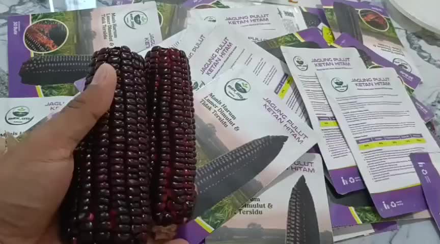 benih jagung hitam kemasan repack
