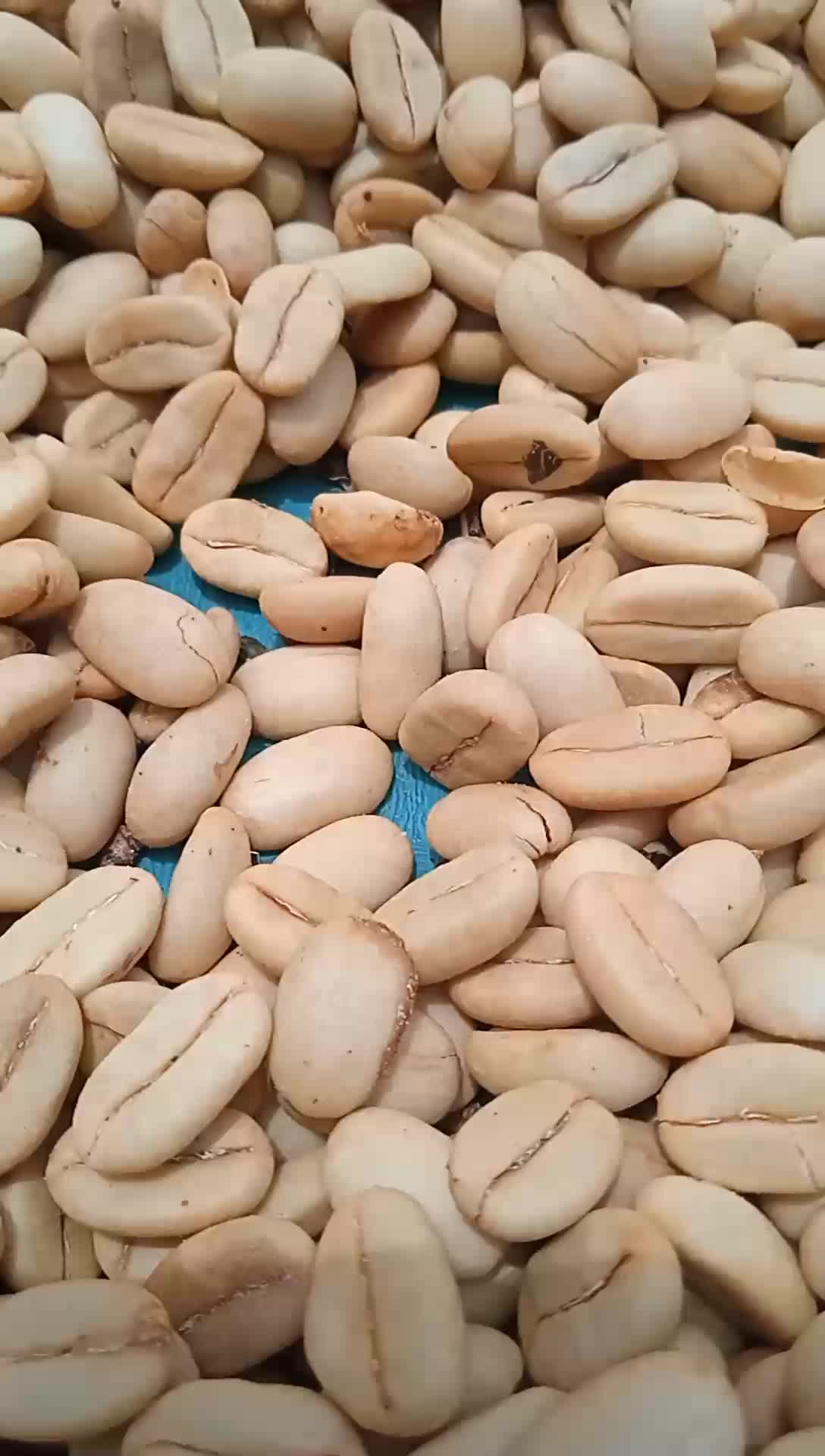 Benih/bibit Kopi Arabika Tim - Tim (gayo 1)500 gr