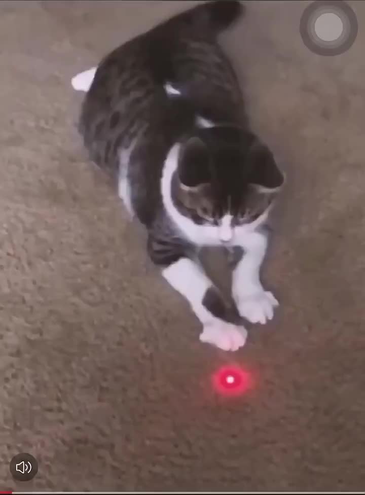 Mainan Laser Anjing Kucing Senter Mainan Anak