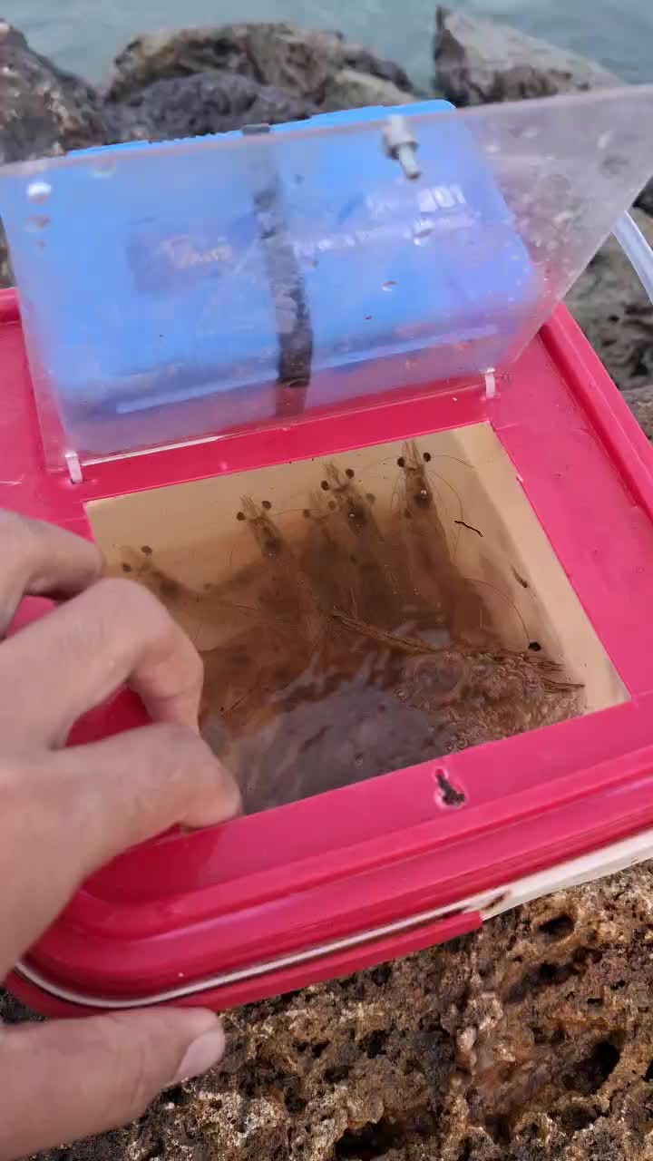 Tempat Umpan Udang wadah box udang aerator