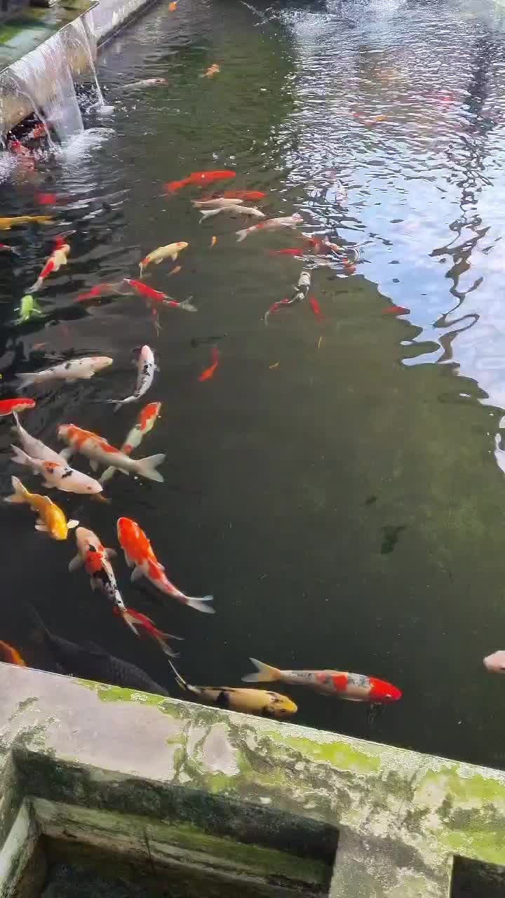 CRYSTAL+ Aquaculture Clear and Healthy 1000 mL | Bakteri Starter AquaCulture, Penjernih dan Pencegah Patogen Air Kolam Ikan Koi