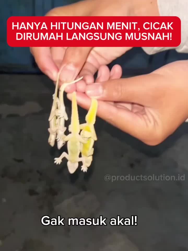 CICAK MUSNAH Beli 1 Dapat 3 Botol + Gratis Stik + Gratis Box Packing. Pembasmi Cicak Siap Pakai.
