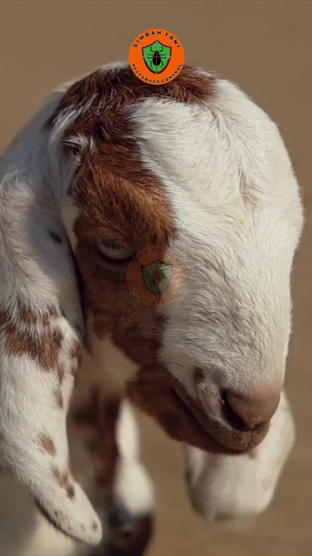 EYEDOM - Tetes Mata Belekan Khusus Kambing Domba Sapi
