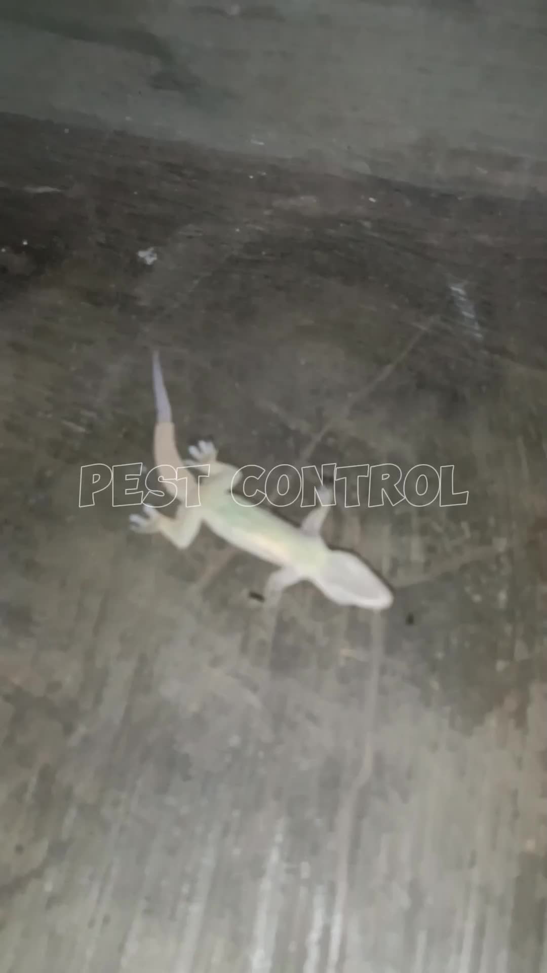 Dapat 4 Botol Racun Cicak Cicaku Sekali Hap Cicak Tewas Bonus Isolasi Kertas