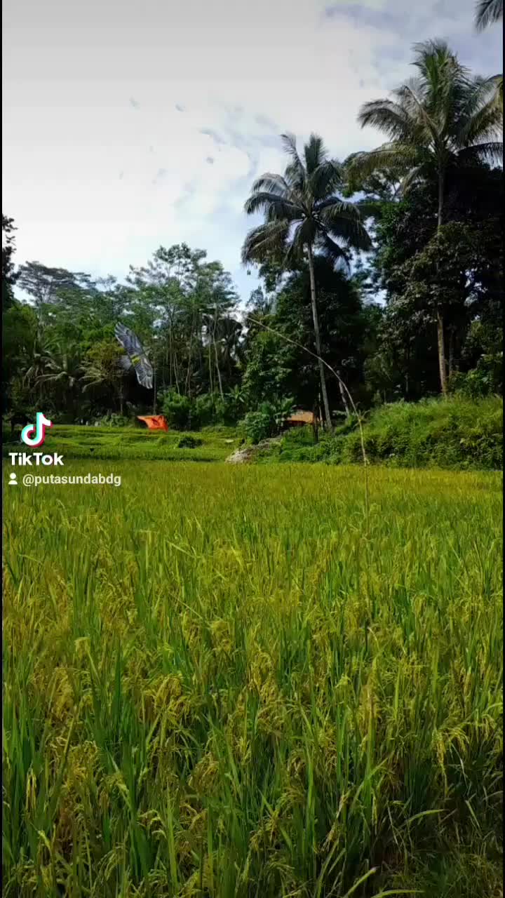 pengusir burung pipit di sawah sangat ampuh
