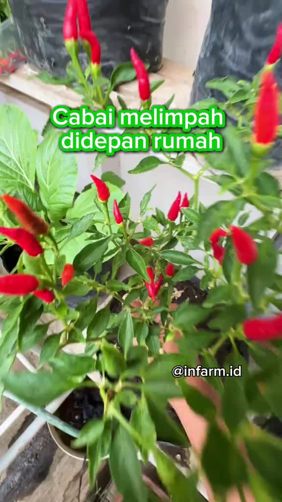 INFARM - Pupuk Organik Cair Tanaman Cabai POC Kompos 100mL Pupuk Cabai Subur Berbuah Lebat Organik Pupuk Berkualitas Pupuk Cair Khusus Cabai Rawit Cabe Keriting Cabe Merah Besar Booster Tanaman Cabe Cepat Panen Anti Rontok Ramah Lingkungan untuk Kebun
