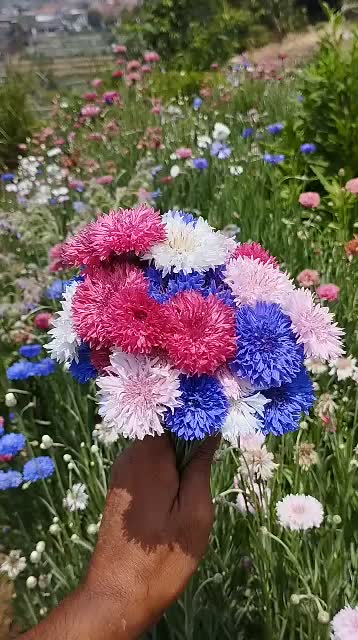 CORNFLOWER (Centaurea cyanus) benih/biji 50 butir
