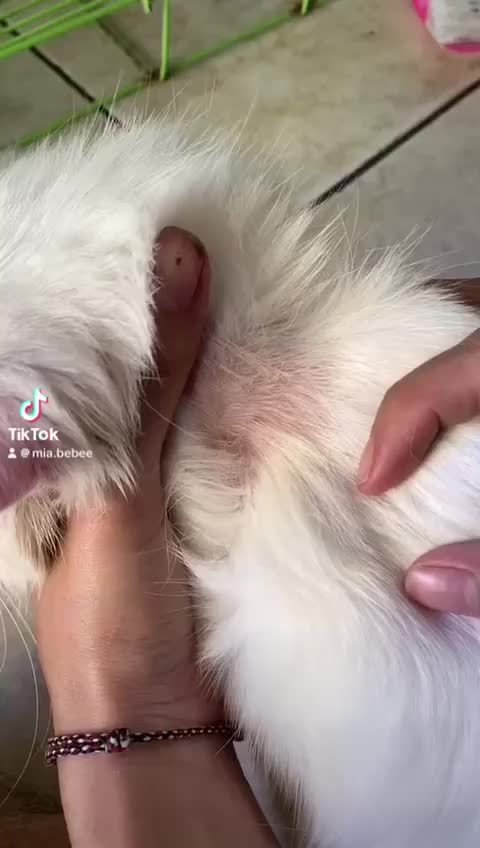 Petluv Virgin Coconut Oil (VCO) / Minyak Kelapa Anjing Kucing