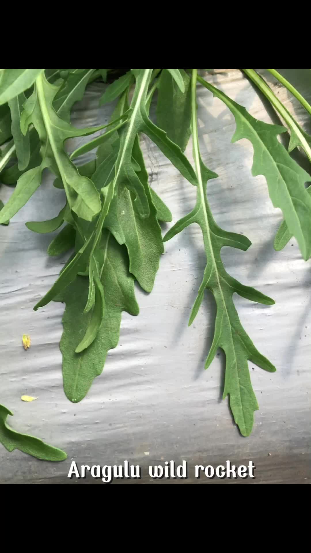 Arugula Wild Rocket Fresh 100 Gram Inagreen Farm Bandung