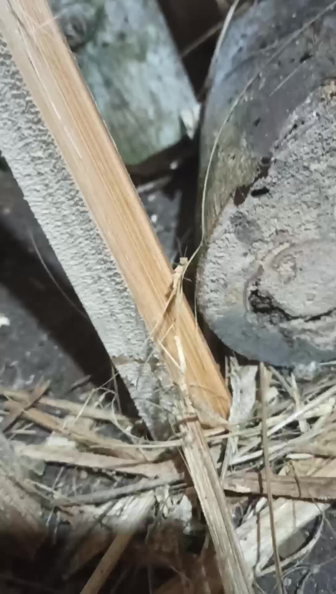 Bambu petung kotak tebal 2x2 meter bahan arku layangan dan kerajinan