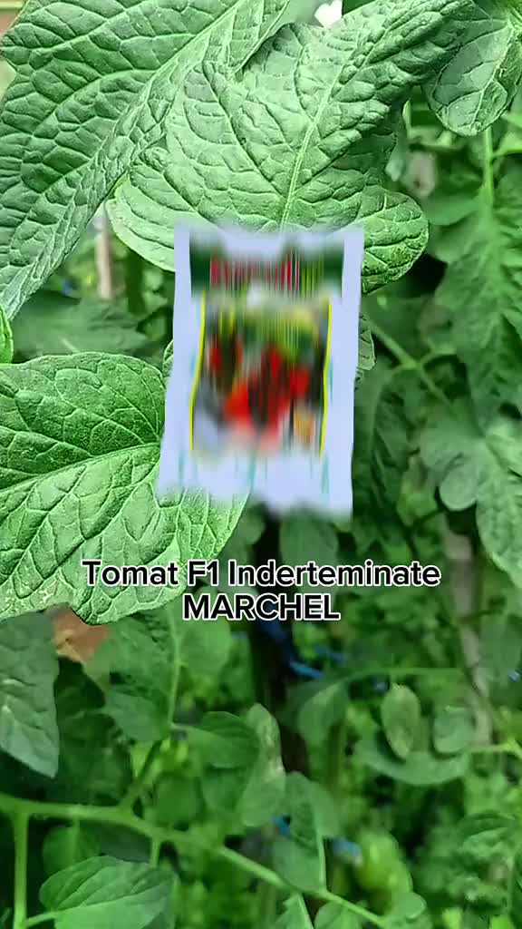 Benih Tomat F1 Indeterminate - MARCHEL tahan virus