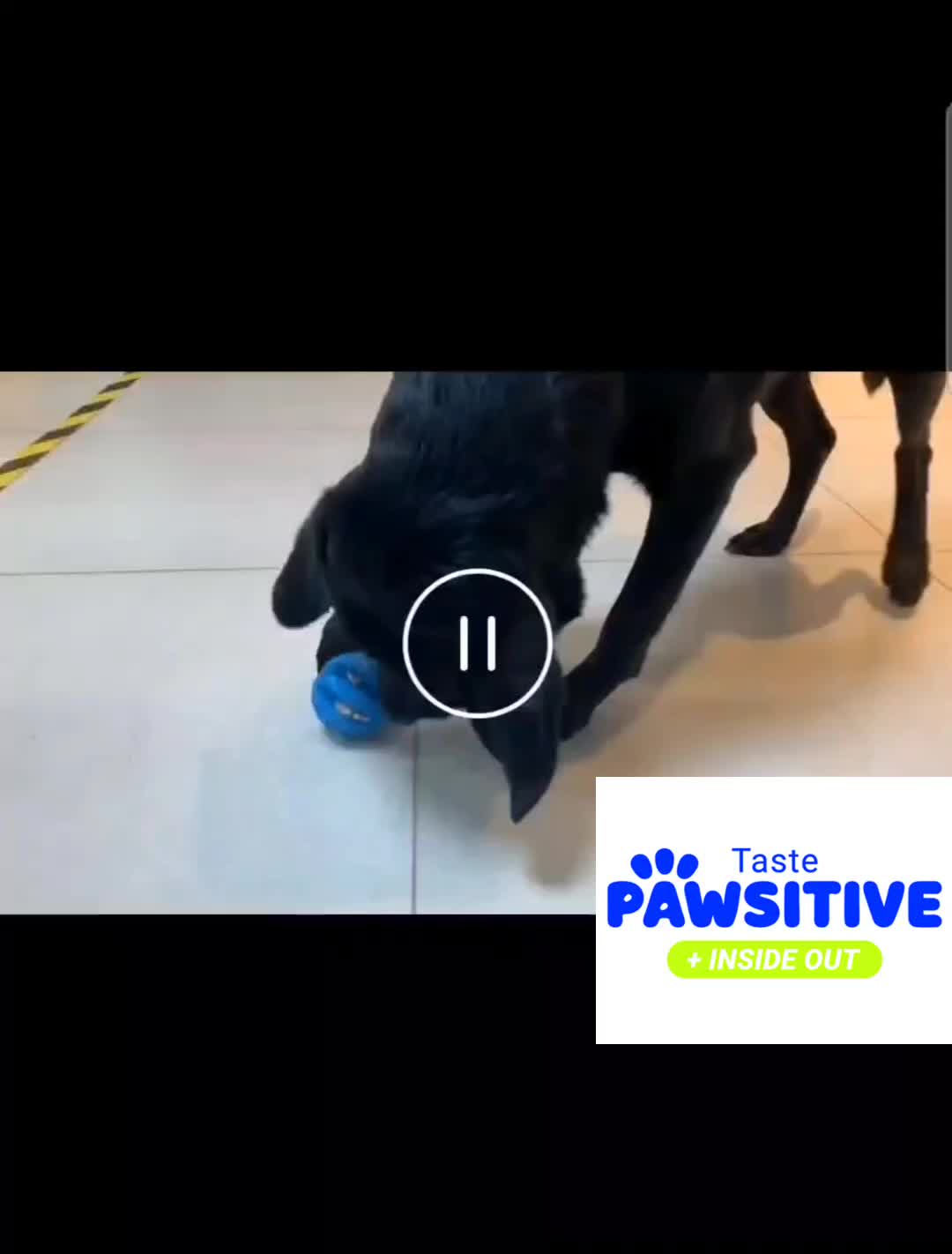 Mainan Kucing Mainan Anjing Dog Chew Rubber Ball Dog Toy Slow Feeder