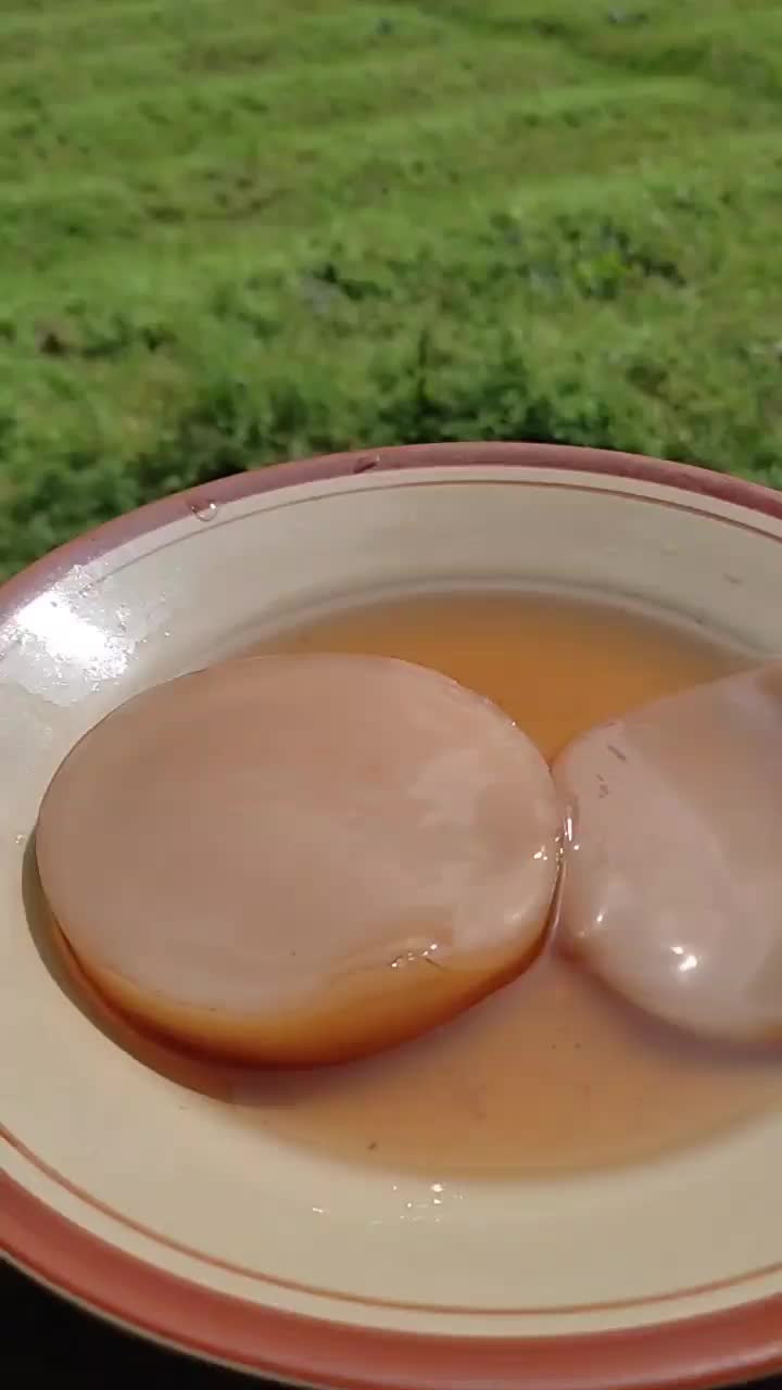 baby scoby jamur kombucha (bonus tiap pembelian 5 item)
