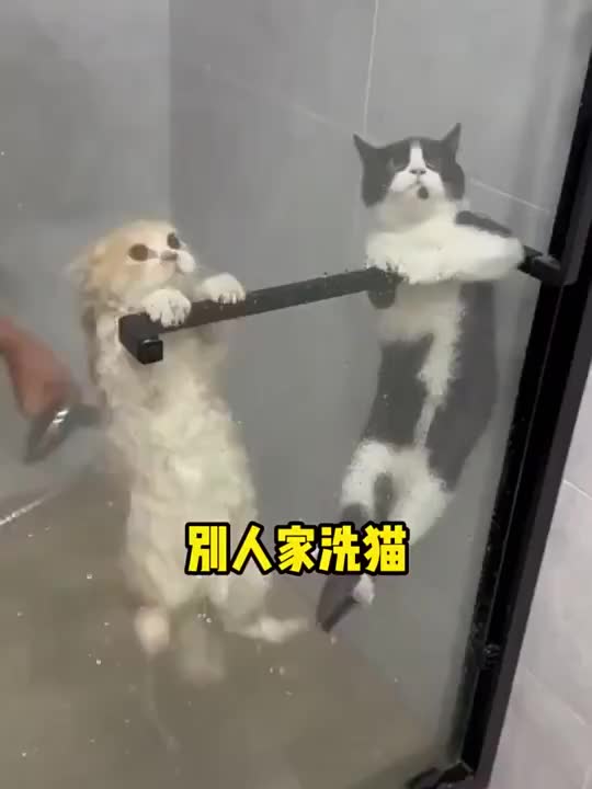 [COD][Ready stock] PH03  Tisu Basah Anjing Kucing Sarung Tangan Pembersih Spa Murah | Pet Spa Cleaning Gloves | Pet Soft Pet Wipes Dog Cat | Tissue Basah Anabul Hewan Peliharaan Tanpa Mandi