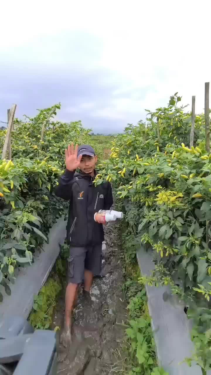Paket Pupuk (Protonmaxx 500 ml + Pazlansae Gold 500 ml)untuk Meningkatkan Hasil Panen dan Memperbanyak Bunga - Kalium