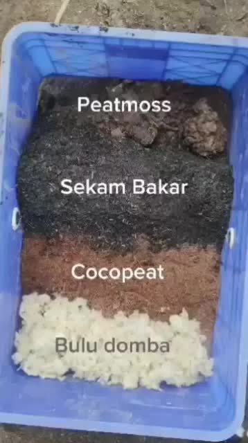 WOOL Grade C bulu 100 gram